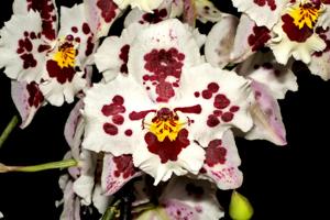 Oncidium Portinfer