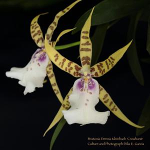 Bratonia Dennis Kleinbach