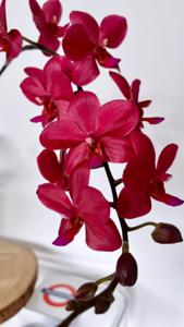 Phalaenopsis Buddha's Treasure
