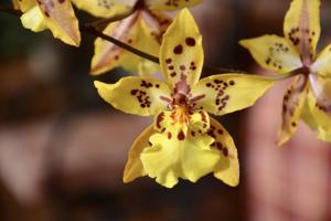 Oncidium Tiger Crow