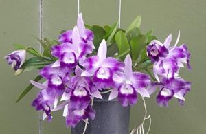 Cattleya Cariad's Mini-Quinee