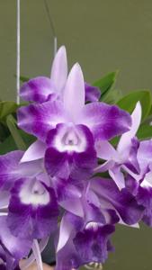 Cattleya Cariad's Mini-Quinee