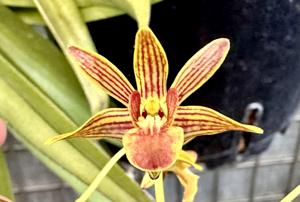 <i>Dendrobium</i> Maggie May