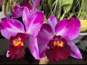 Rhyncholaeliocattleya Creation