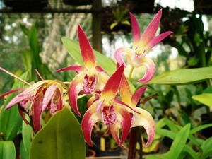 Dendrobium Jesmond Dazzler