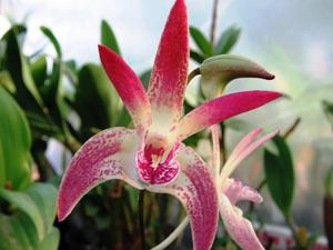 <i>Dendrobium</i> Jesmond Dazzler