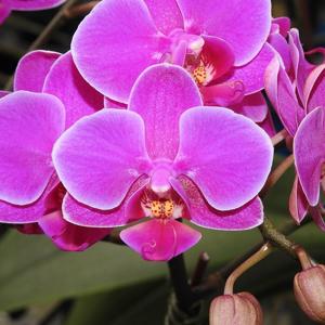 <i>Phalaenopsis</i> Zuma's Pixie