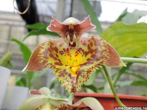 Catasetum Lovena