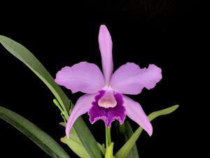 <i>Cattleya</i> Waldemar Scheliga