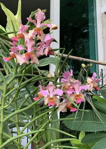 Papilionanda Singa Joaquim Centenary