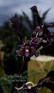 <i>Dendrobium</i> Peter Valmadre