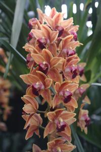 Cymbidium Memoria Amelia Earhart