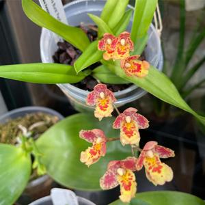 Leomesezia Lava Burst