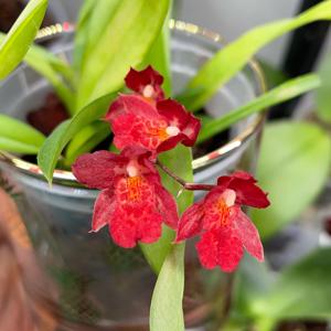 Leomesezia Lava Burst