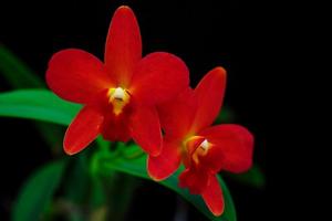 Cattlianthe Dancing Daffodil