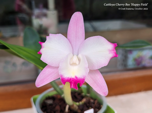 <i>Cattleya</i> Cherry Bee