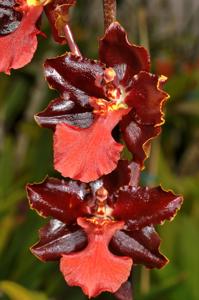 Otorhynchocidium Cherry Fudge
