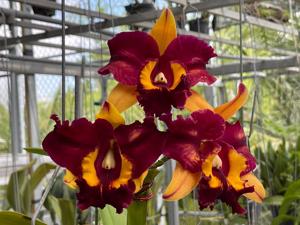 Rhyncholaeliocattleya Memoria Charles Mitamura