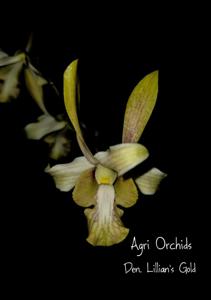<i>Dendrobium</i> Lillian's Gold