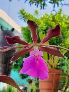 Encyclia Rioclarense