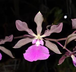 Encyclia Rioclarense
