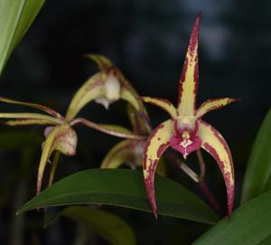 <i>Dendrobium</i> Jesmond Sparkler