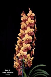 Vanda Motes Burning Sands