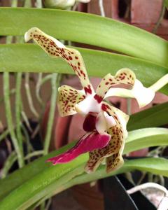 <i>Vanda</i> Kenneth Roberts