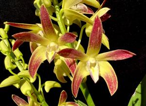 Dendrobium Awesome