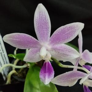 <i>Phalaenopsis</i> Hiroshima Tetratris