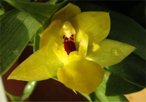 Promenzella Sunlight