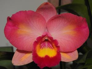 Cattlianthe Dal's Buddy