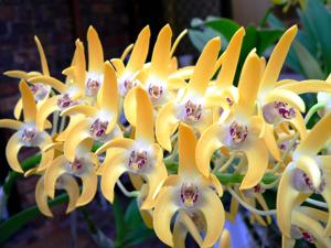 <i>Dendrobium</i> Amber Banks
