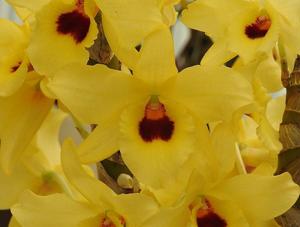 <i>Dendrobium</i> Yellow Magic