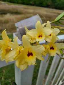 Dendrobium Yellow Magic