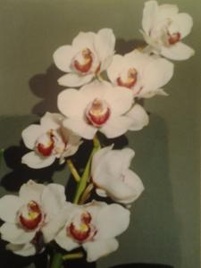Cymbidium Austral Emperor