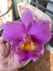 <i>Rhyncholaeliocattleya</i> Julie Babara Good