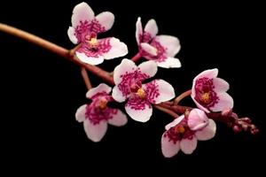 <i>Sarcochilus</i> Sherlock
