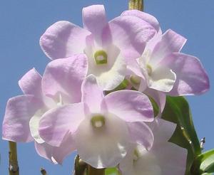 Dendrobium Hamana Lake