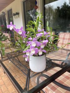 Dendrobium Hamana Lake