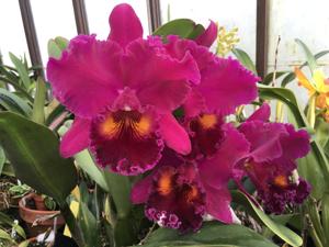 Rhyncholaeliocattleya Sanyung Ruby