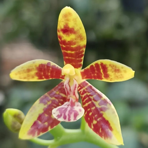 <i>Phalaenopsis</i> Robert Combremont