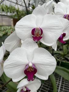<i>Phalaenopsis</i> Cloud Ballet