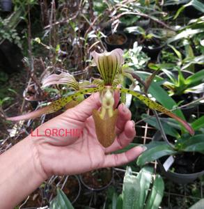 <i>Paphiopedilum</i> Puppentanz