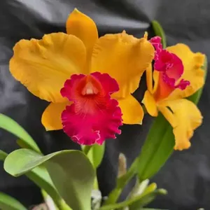 Cattleya Coral Gem