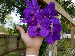 Vanda Pakchong Blue