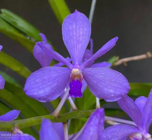 Vanda Sally Roth