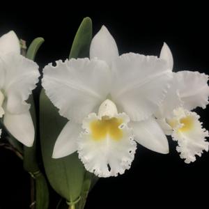 Cattleya Virginia Ruiz