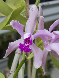 <i>Cattleya</i> Tessloo