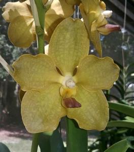 <i>Vanda</i> Teh Su Kuan